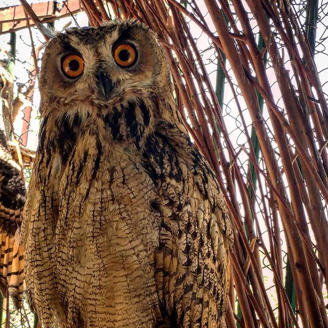 نگاره:  خیره و با دقت نگاهم می‌کرد اما آنچه از همه جذاب‌تر (بامزه‌تر یا حتی بخوانید احمقانه‌تر) بود «تق» های به هم زدن نوکش بود تا من را بترساند!