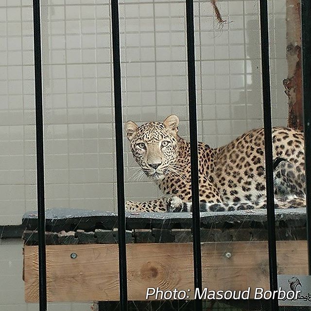 نگاره:  #گاسپار #پلنگ نر ایرانی باغ وحش لیسبون به قرنطینه باغ وحش تهران وارد شد