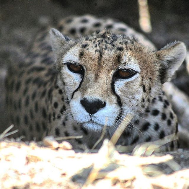 نگاره:  #یوزپلنگ ایرانی تنها، سایه‌بانی پیدا کرده بود، زیر آفتاب داغ تابستان.The alone #Asiatic #cheetah, had found a #sunshade under the #hot #summer #sunlight