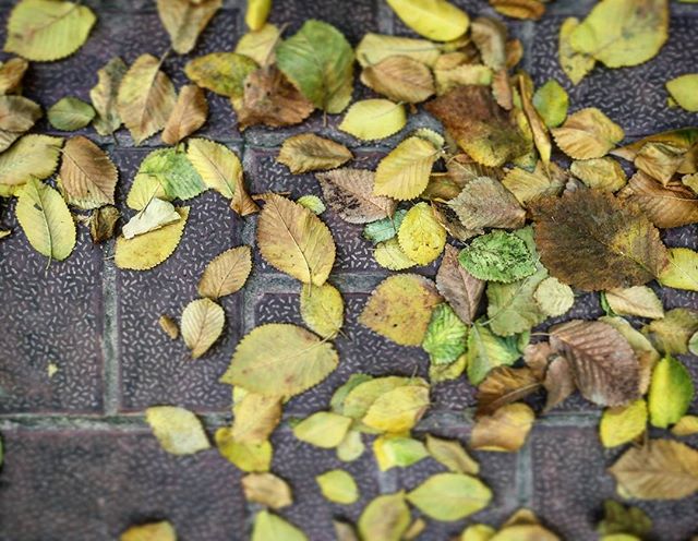 نگاره:  #پاییز سرانجام به #کوچه ما آمد، با خش خش برگی که #باد بر سنگفرش #پیاده‌رو می‌کشید، با هوهوی سرگردانی که همسرایی شاخه‌های #درختان را رهبری می‌کرد، و با مردی که بر جا ایستاده بود خیره به #زمین خیره به اکنونِ تهی از هر چیز، خیره به آزادی بی‌کرانه و بی‌معنا…