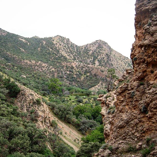 نگاره:  مرا به جنگل کوهستانی ببر، آنجا که خدایان، به آرامی، زیر شاخه‌های در هم و انبوه بازی می‌کنند. در گوشم نجوا کن، دستم را بکش و ببر پای بلوط پیر. جایی که نفسمان در نمی‌آید و کسی صدایمان را نخواهد شنید. ما بر بوی علف، ما در سایه‌‌سار زاگرس، ما با لبخند، می‌میریم. -ریجاب، سرپل‌ذهاب