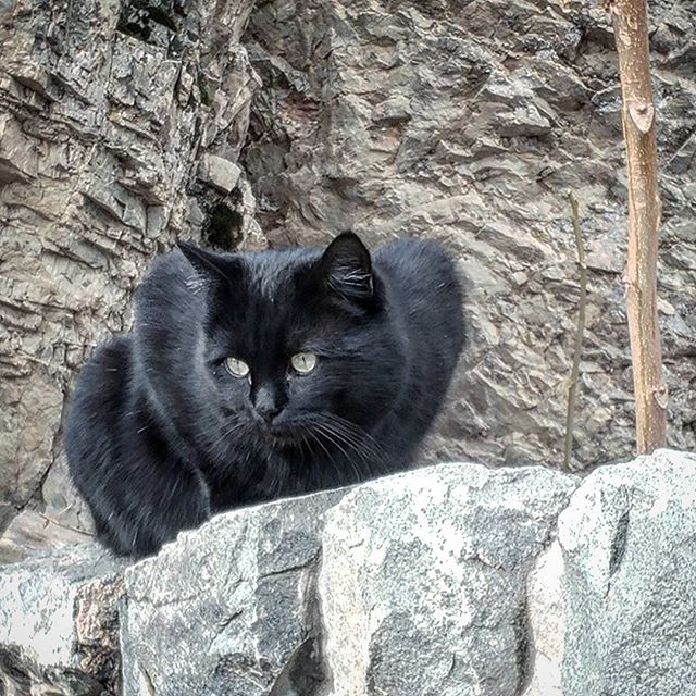 نگاره:  گربه شیر است در برابر موشلیک موش است در مصاف پلنگ