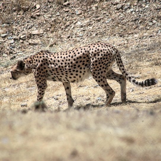 نگاره:  پیر شده‌ای مرد، سلانه می‌روی و تنها، بی آنکه برگردی و نگاهی بیندازی، نیاید روزی که نباشی؟… You've become #old, guy! You #wander #slowly and #alone, without even looking back.#Lest you be gone
