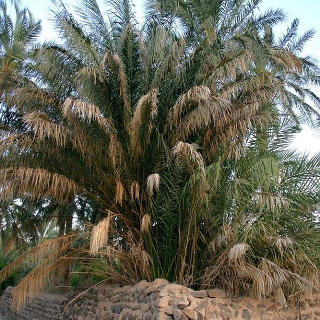 نگاره:  روز اول #سفر به #بلوچستان سفرمان را از کرمان آغاز کردیم. من و لادن پیوستیم به دوست خوب کرمانی‌مان الهه آذرنوش که معماری و مشخصاً معماری خاک حوزه علاقه‌اش بود و دوست خوب و فرهیخته دیگری به نام نادیا که اهل سفر بود و استاد پژوهش هنر هم بود و هرجا که دست می‌داد از دانشش بهره می‌بردیم. الاهه به دنبال روستایی بود که #معماری خشتی ویژه‌ای دارد اما نمی‌دانست کدام روستاست و قرار شد من که قبلاً منطقه را چند باری دیده‌بودم جستجویی کنم و مسیری بچینیم و پیدایش کنیم (و سرانجام روز آخر نه فقط آن #روستا که چند روستای خیلی جذاب دیگر را هم پیدا کردیم.) نزدیک ظهر از کرمان با ماشین الاهه راه افتادیم و ساعتی بعد اولین توقفمان را در #بم داشتیم. باغ‌شهری از نخل‌ها که بیشتر (و به حق) با #ارگ شگفت‌انگیر و وسیعش شناخته شده است. بازدید خیلی کوتاهی از #ارگ_بم داشتیم و سرانجام راهی شدیم.در جاده بین بم و #ایرانشهر (که می‌خواستیم شب آنجا بخوابیم) جایی هست به نام #بزمان با #نخل هایی زیبا و گل‌هایی خوشرنگ و مردمانی خوشدل و دو آب معدنی جالب. پیش از همه ایستادیم تا الاهه از مناره‌های بامزه #مسجد کنار جاده عکس بگیرد، بعد خانم‌ها به چشمه آب گرم عجیبی که آنجا بود رفتند تا همراه با خانم‌های محلی تنی به آب بزنند و در این فاصله من به سراغ مردی رفتم که از میان باغش علوفه جمع می‌کرد. باغش #سرسبز بود و #کُنار هم داشت و تا بچه‌ها برگردند دلی از عزا درآوردم. بچه‌ها هم می‌گفتند داخل اتاقک چشمه آب گرم غاری هست که از انتهایش آبی می‌آید و …شب را ایرانشهر ماندیم و یک محیط‌بان جوان و فوق‌العاده درباره حیات وحش بزمان برایمان گفت و رستورانی بهمان معرفی کرد که در آن اولین #غذای_بلوچی سفرمان را خوردیم. غذاهایی خوشمزه، خوشرنگ و دلچسب: کرایی، آچار و … که بیش از همه طعم #ادویه هایش زیر زبانم مانده…