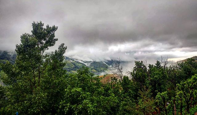 جنگل نفس می‌کشید