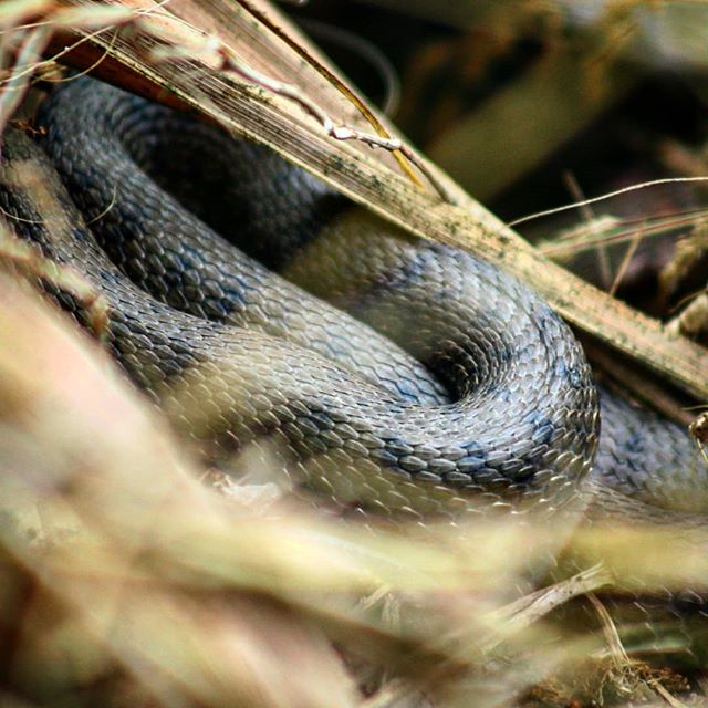 نگاره:  این همسایگانِ دوست‌داشتنیِ سر‌به‌تو#natrix #snake #calm #reptile #wildlife #مار #iran #nature