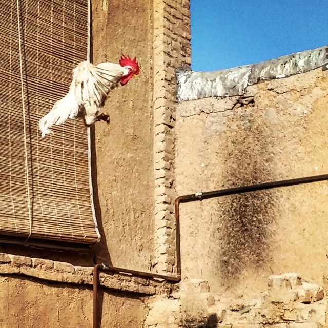 نگاره:  #rooster #Persian #bird #Shiraz #animal #old #house #walls #pipe #flight #flying #jumping #wings #خروس