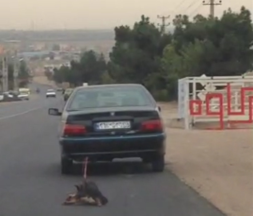 تکرار حیوان‌آزاری این بار در تهران